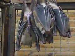 Two live, sexually aroused bats pounding against one another on a beam